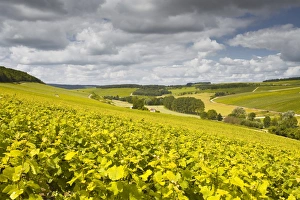 Champagne vineyards above the village of Viviers sur Artaut in the Cote des Bar area of the Aube department Champagne vineyards above the village of Viviers sur Artaut in the Cote des Bar area of the Aube department