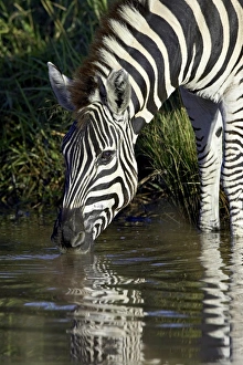 Chapman's Zebra Prints: Chapman??