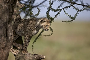 Cheetah (Acinonyx jubatus) cub in an acacia tree, Ngorongoro Conservation Area, UNESCO Cheetah (Acinonyx jubatus) cub in an acacia tree, Ngorongoro Conservation Area, UNESCO