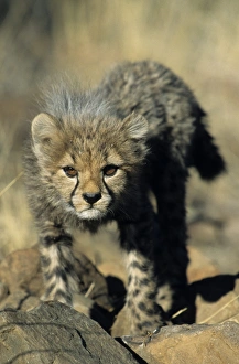 African Cheetahs Prints: Cheetah cub