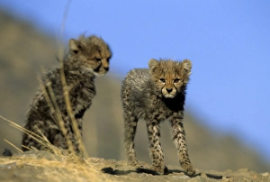 African Cheetahs Prints: Cheetah cubs