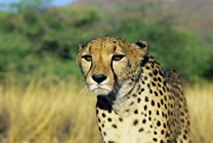 Prints of Cheetah, Namibia, Africa Related Prints: Cheetah Print, Namibia