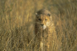 Big Cat Predators Africa Prints: Cheetah stalking