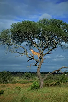 African Landscape Photography Prints: Cheetah in a tree