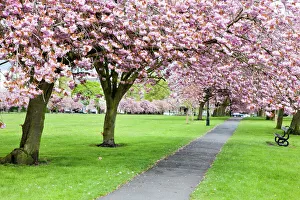 Cherry blossom on The Stray in spring, Harrogate, North Yorkshire, Yorkshire, England Cherry blossom on The Stray in spring, Harrogate, North Yorkshire, Yorkshire, England