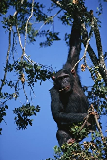 African Great Apes Prints: Chimpanzee hanging in tree