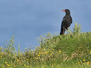 Chough, County Clare, Munster, Republic of Ireland, Europe Chough, County Clare, Munster, Republic of Ireland, Europe
