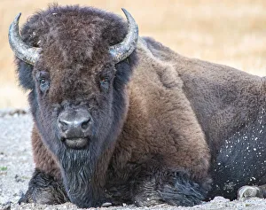 Close up of American Bison, Yellowstone National Park, UNESCO World Heritage Site Close up of American Bison, Yellowstone National Park, UNESCO World Heritage Site