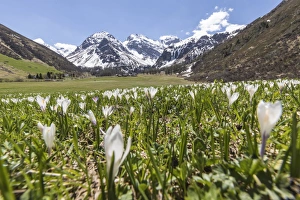 Crocus Flowers Prints: Close up of Crocus flowers during spring bloom, Davos, Sertig Valley, canton of Graubunden