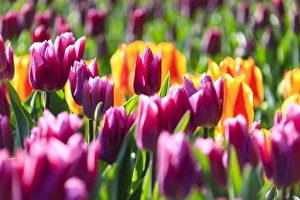 Close up of multicolored tulips in bloom at the Keukenhof Botanical Garden, Lisse Close up of multicolored tulips in bloom at the Keukenhof Botanical Garden, Lisse