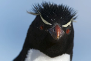 Close up portrait of a rockhopper penguin (Eudyptes chrysocome), Falkland Islands Close up portrait of a rockhopper penguin (Eudyptes chrysocome), Falkland Islands