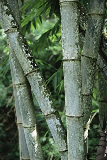 Indonesian Cultural Heritage Sites Prints: Close up of stems
