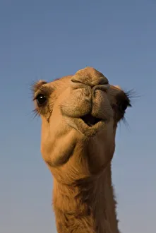 Close-up of camels head in bright evening light, near Abu Dhabi, United Arab Emirates Close-up of camels head in bright evening light, near Abu Dhabi, United Arab Emirates