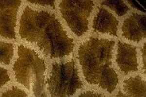 Giraffa Camelopardalis Pictures Prints: Close-up of coat pattern of giraffe (Giraffa camelopardalis)