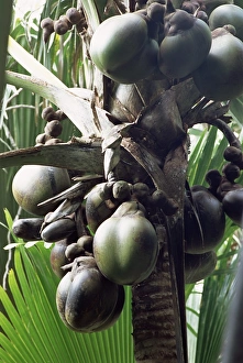 African Palm Tree Prints: Close-up of coco de mer