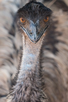Close-up of face and neck of emu, Ostrich Safari Park, Oudsthoorn, South Africa, Africa Close-up of face and neck of emu, Ostrich Safari Park, Oudsthoorn, South Africa, Africa