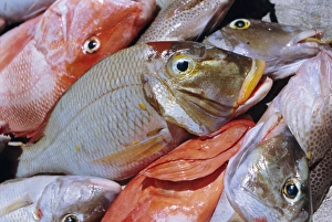Close Up Fish Images Prints: Close-up of fish catch