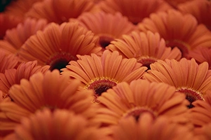 Gerbera Flower Prints: Close-up of Gerberas