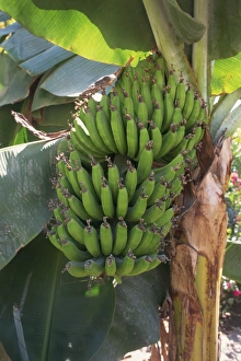 Close-up of hands of green banana fruit growing on banana plant Close-up of hands of green banana fruit growing on banana plant