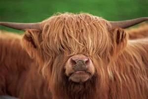 Images Dated 26th January 2000: Close-up of the head of a shaggy Highland cow with horns