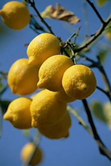 Outdoor Nature Photography Prints: Close-up of lemons on tree