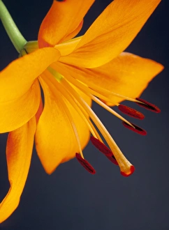 Close-up of orange lilium Brunello flower, against a blue background Close-up of orange lilium Brunello flower, against a blue background
