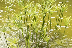 Green Leaf Close Up Prints: Close-up of papyrus