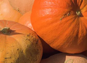 Contemporary Travel Destinations Prints: Close-up of pumpkins