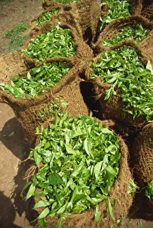 Close-up of sacks of freshly picked tea near Nuwara Eliya in Sri Lanka, Asia Close-up of sacks of freshly picked tea near Nuwara Eliya in Sri Lanka, Asia