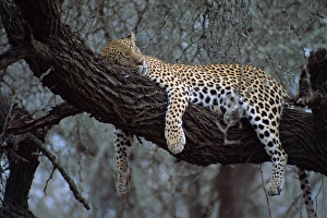 African Leopard Images Prints: Close-up of a single leopard ( Panthera pardus )