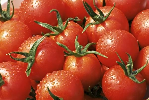 Close-up of tomatoes, England, United Kingdom, Europe Close-up of tomatoes, England, United Kingdom, Europe