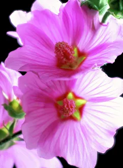 Close-up of tree mallow flowers (Lavatera olbia) Close-up of tree mallow flowers (Lavatera olbia)