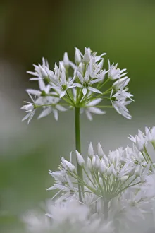 Close-up of wild garlic flower (ramson) (Allium ursinum), Lancashire, England Close-up of wild garlic flower (ramson) (Allium ursinum), Lancashire, England