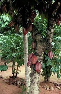 Prints of Cocoa pods on tree, Sri Lanka, Asia Sri Lanka Prints: Cocoa Pods Print on Tree