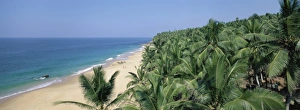 Coconut Palm Trees Prints: Coconut palms and beach