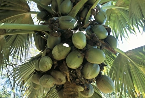 Seychelles Travel Destination Prints: Coconuts, botanical garden