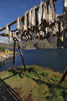 European Fishing Industry Prints: Cod drying