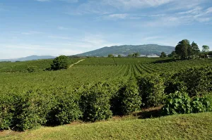 Coffee plantations on the slopes of the Poas Volcano, near San Jose, Costa Rica Coffee plantations on the slopes of the Poas Volcano, near San Jose, Costa Rica