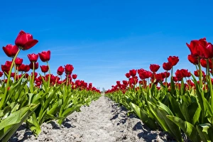 Colorful red Dutch tulip flowers against blue sky, Schermerhorn, North Holland, Netherlands Colorful red Dutch tulip flowers against blue sky, Schermerhorn, North Holland, Netherlands