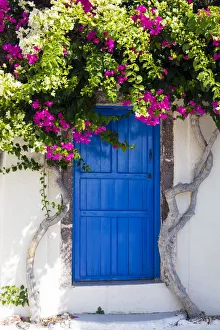 Colourful bougainvillea tree in bloom surrounding blue door, Santorini, Cyclades, Greek Islands, Greece, Europe Colourful bougainvillea tree in bloom surrounding blue door, Santorini, Cyclades, Greek Islands, Greece, Europe