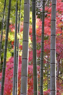 Colourful maples in autumn colours viewed from a bamboo grove Colourful maples in autumn colours viewed from a bamboo grove