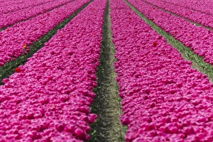 Tulip Fields Netherlands Prints: The colourful scenery of spring fields of tulips, Keukenhof Park, Lisse, South Holland