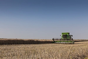 European Farming Prints: A Combine harvester harvests corn, Maidenhead, Berkshire, England, United Kingdom, Europe