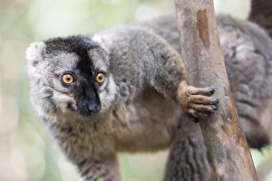 Lemur Island Madagascar Prints: Common brown lemur (Eulemur fulvus), Lemur Island, Andasibe National Park, Madagascar