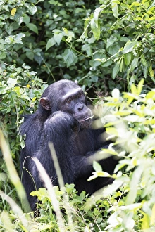 Common Chimpanzee (Pan troglodytes), Kyambura Gorge, Queen Elizabeth National Park Common Chimpanzee (Pan troglodytes), Kyambura Gorge, Queen Elizabeth National Park