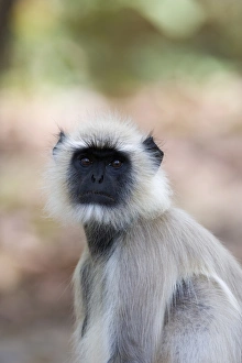 Common Langur Print, Asia