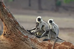 Common Langur Print, Bandhavgarh National Park
