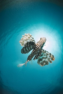 Common lionfish (Pterois miles) from below, back-lit by the sun, Naama Bay Common lionfish (Pterois miles) from below, back-lit by the sun, Naama Bay