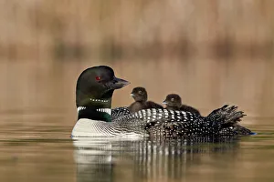 Common Loon (Gavia immer) adult and two chicks on its back, Lac Le Jeune Provincial Park Common Loon (Gavia immer) adult and two chicks on its back, Lac Le Jeune Provincial Park