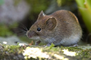 Microtus Arvalis Prints: Common Vole